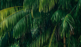 Palm trees
