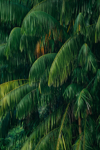 Palm trees
